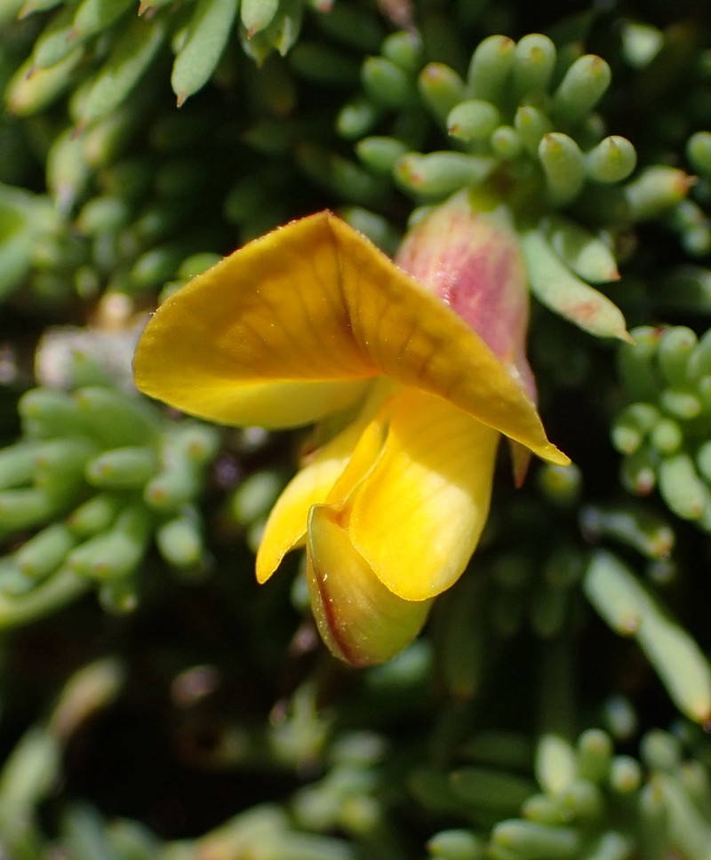 Aspalathus rigidifolia photo 8