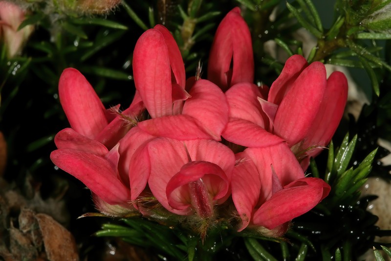 Aspalathus rosea