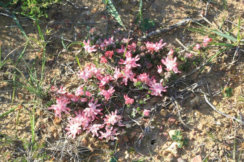 Aspalathus rosea photo 2