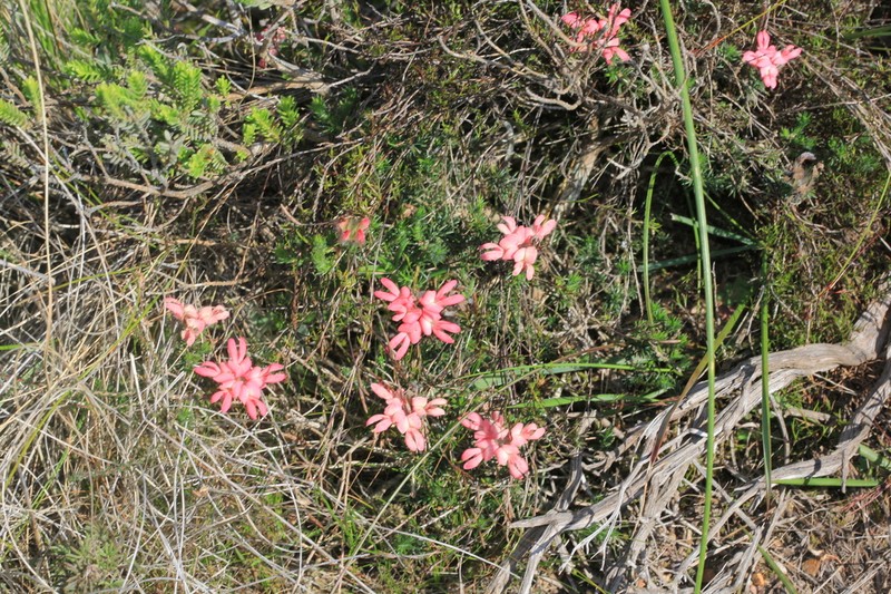 Aspalathus rosea photo 3