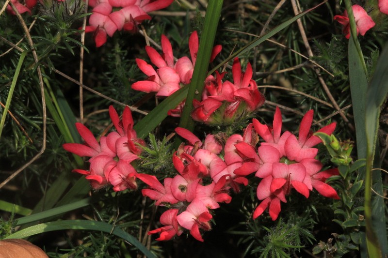 Aspalathus rosea photo 4