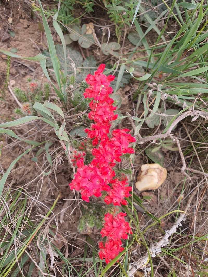 Aspalathus rosea photo 5