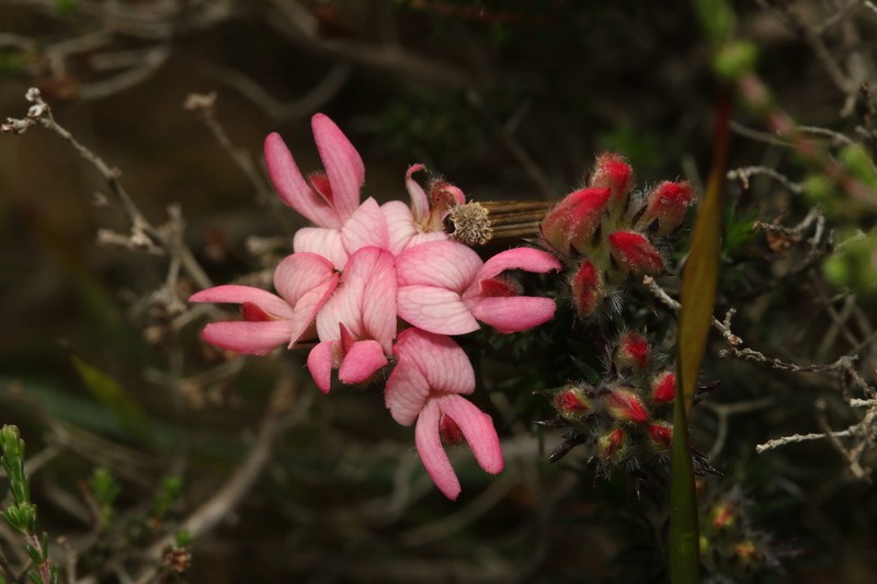 Aspalathus rosea photo 7