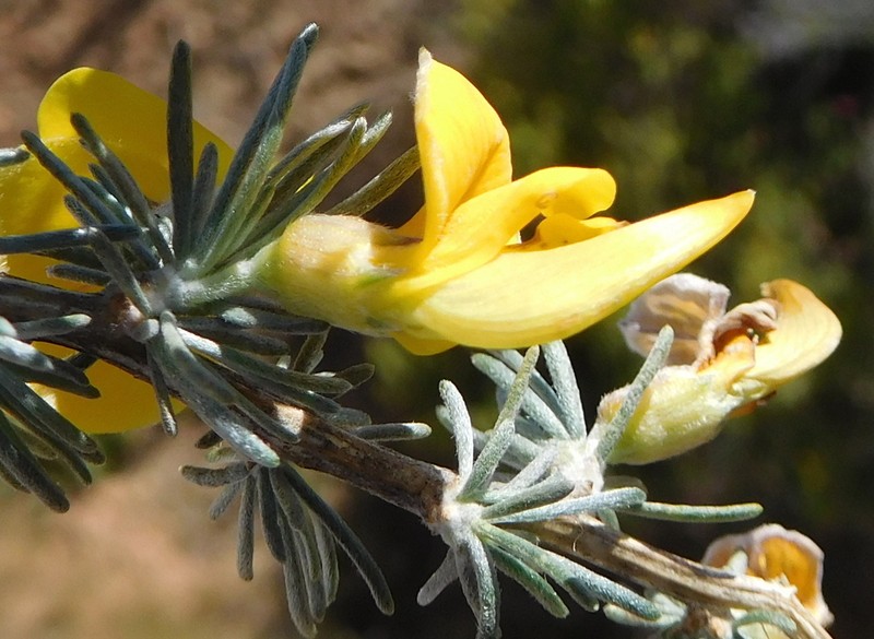 Aspalathus rostrata