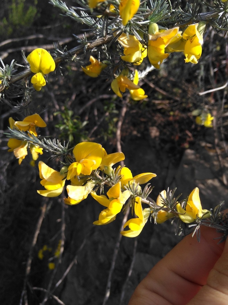 Aspalathus rostrata photo 3