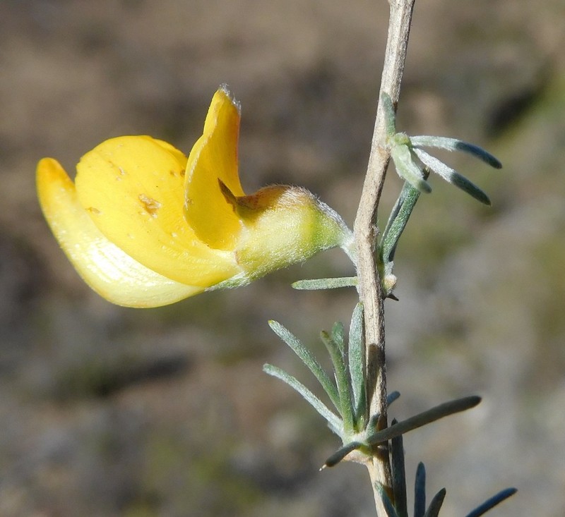 Aspalathus rostrata photo 4