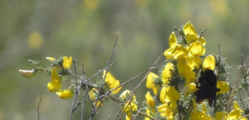Aspalathus rostrata photo 5
