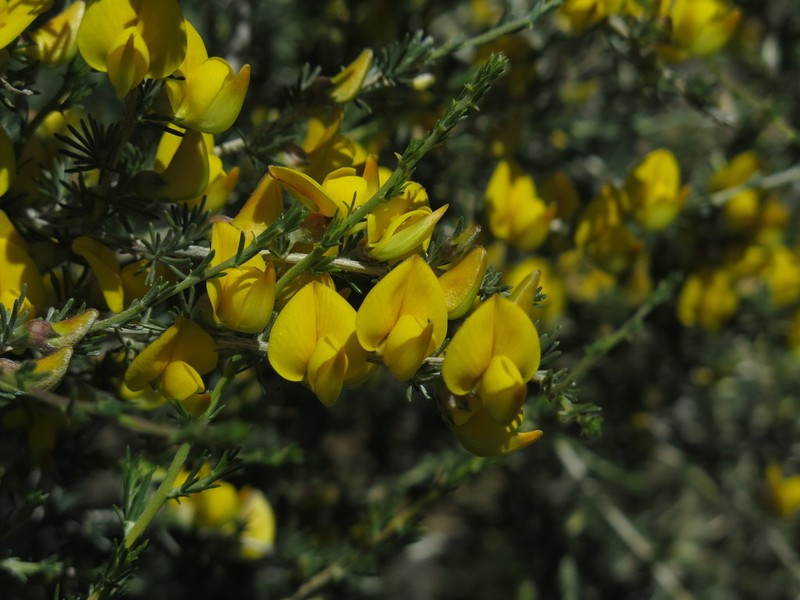 Aspalathus rostrata photo 7