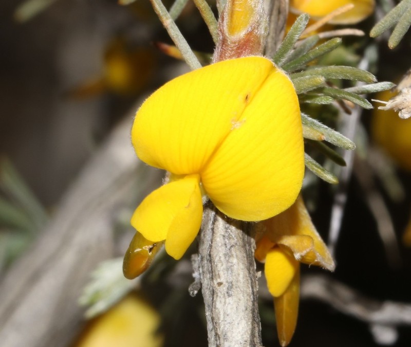 Aspalathus rostrata photo 8