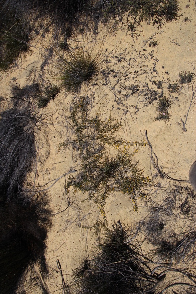 Aspalathus rostripetala photo 2