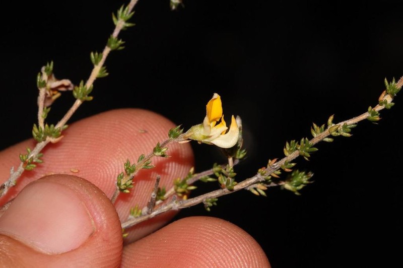 Aspalathus rostripetala photo 5