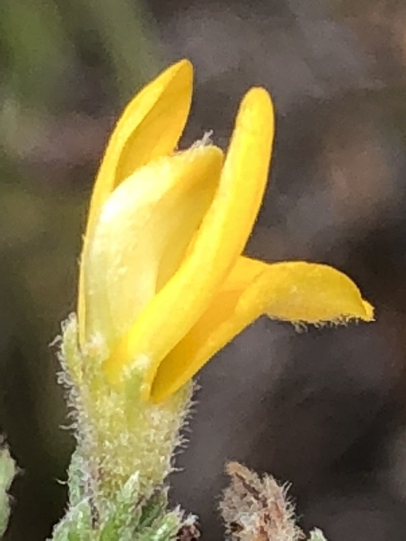 Aspalathus rubens