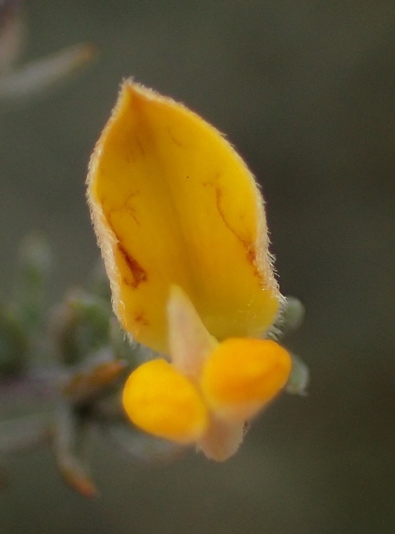 Aspalathus rubens photo 3
