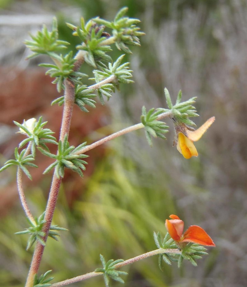Aspalathus rubens photo 5