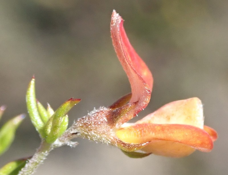 Aspalathus rubens photo 7