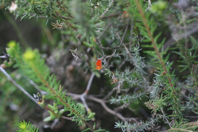 Aspalathus rubens photo 8