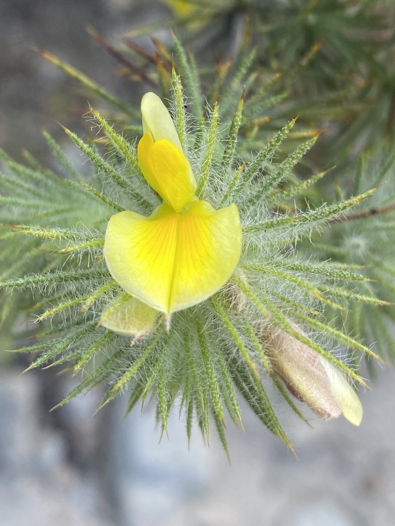 Aspalathus rubiginosa