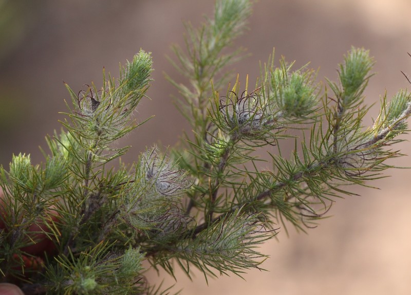 Aspalathus rubiginosa photo 2