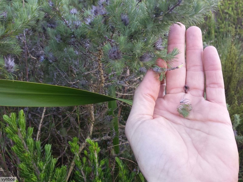 Aspalathus rubiginosa photo 3