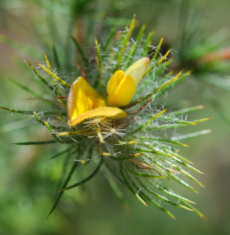Aspalathus rubiginosa photo 5
