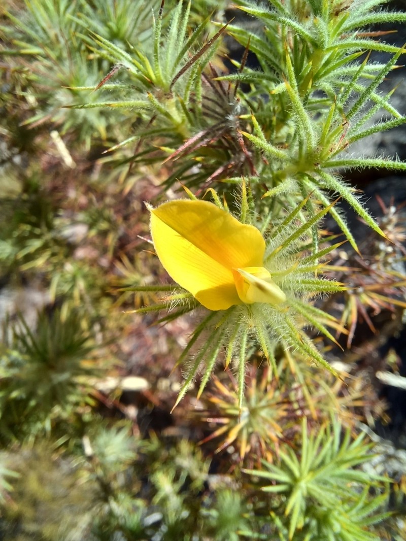 Aspalathus rubiginosa photo 6