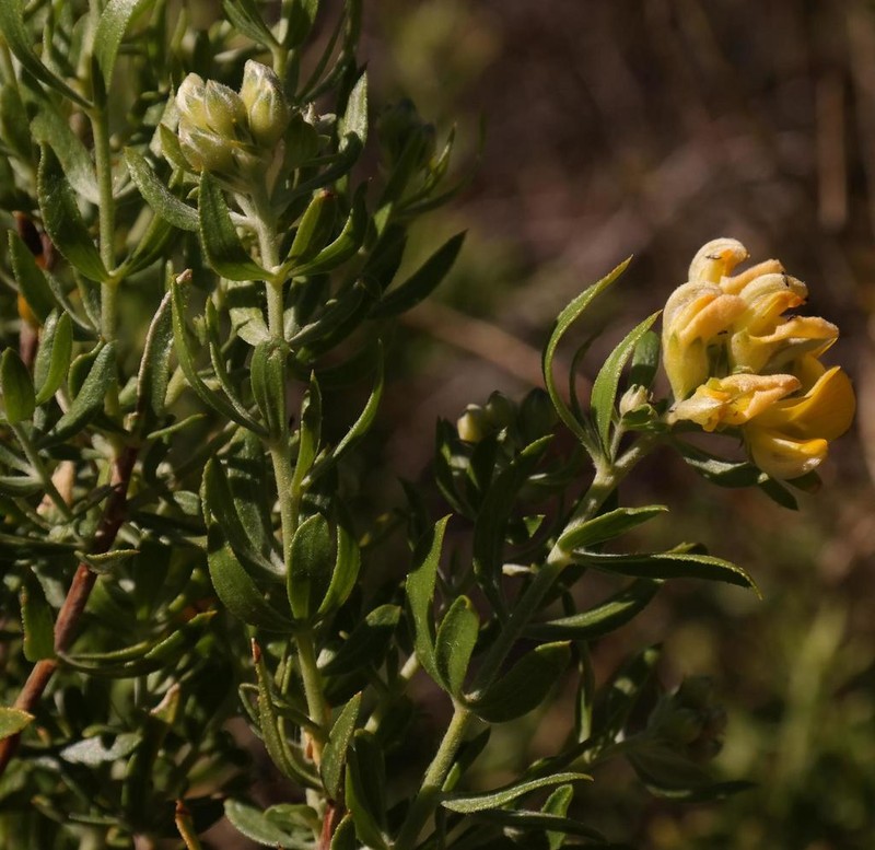 Aspalathus rugosa photo 4