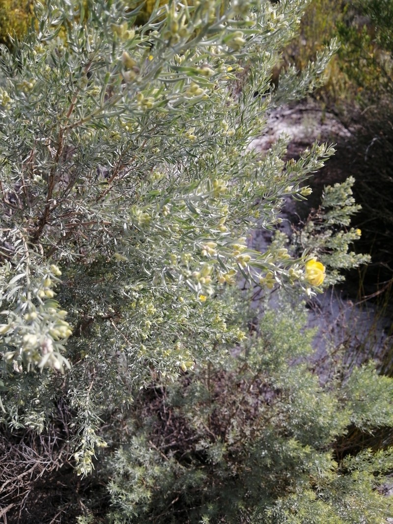 Aspalathus rugosa photo 5