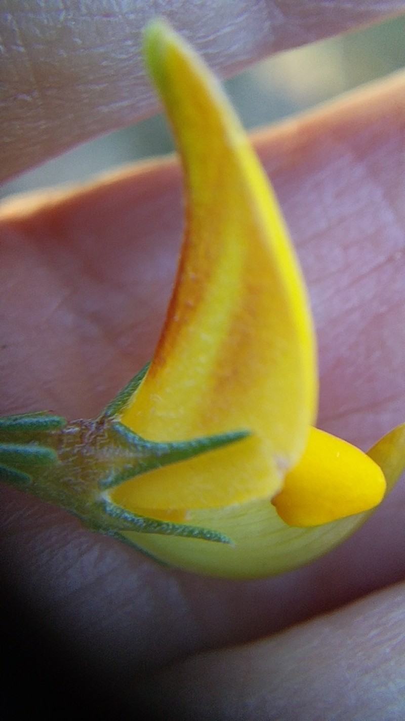 Aspalathus rycroftii photo 2