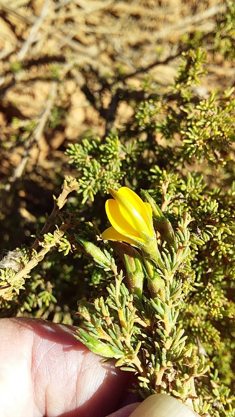 Aspalathus rycroftii photo 3
