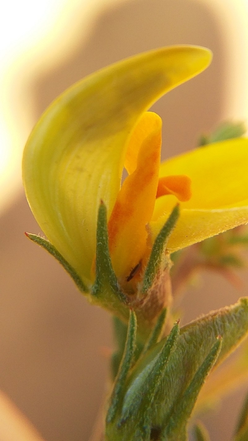 Aspalathus rycroftii photo 4