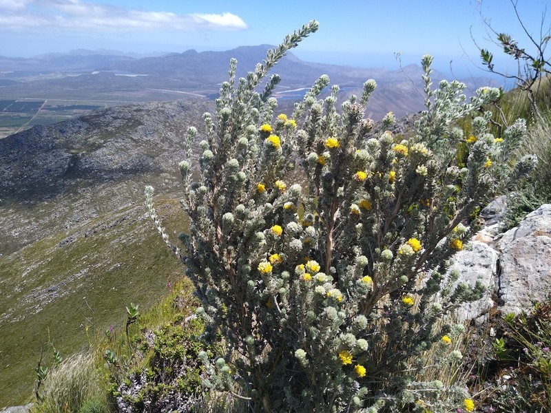 Aspalathus salicifolia
