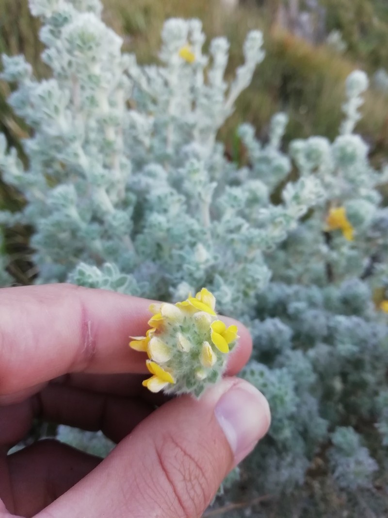 Aspalathus salicifolia photo 2