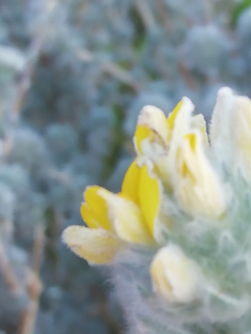 Aspalathus salicifolia photo 3
