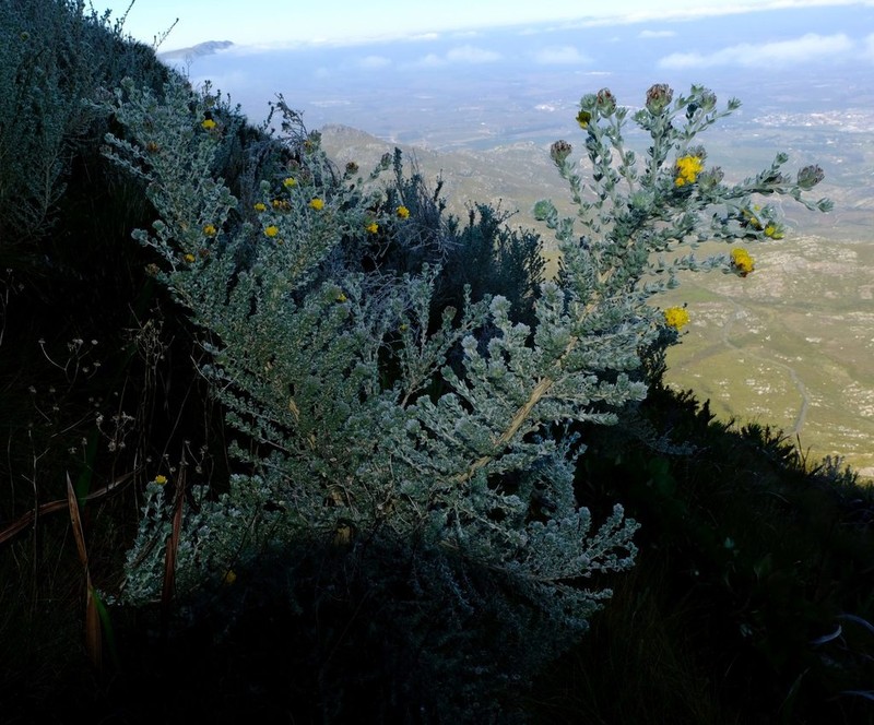 Aspalathus salicifolia photo 5