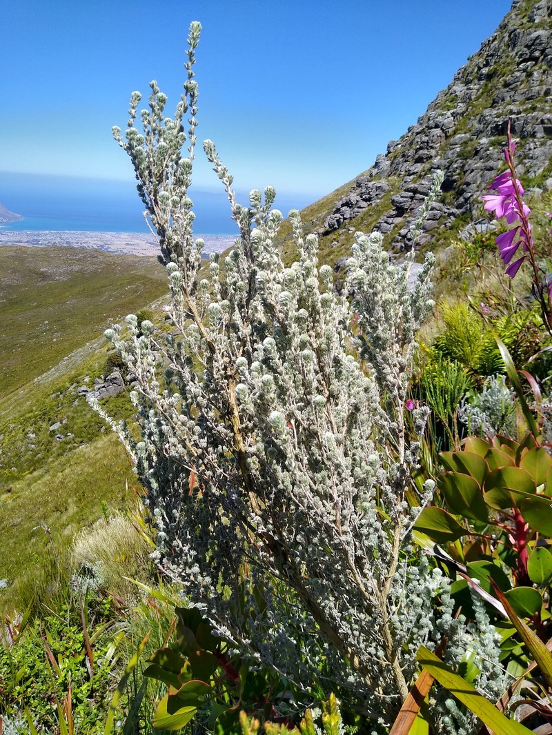 Aspalathus salicifolia photo 7