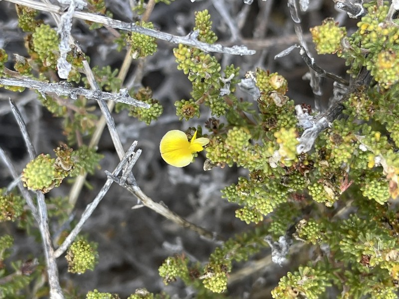 Aspalathus salteri photo 4