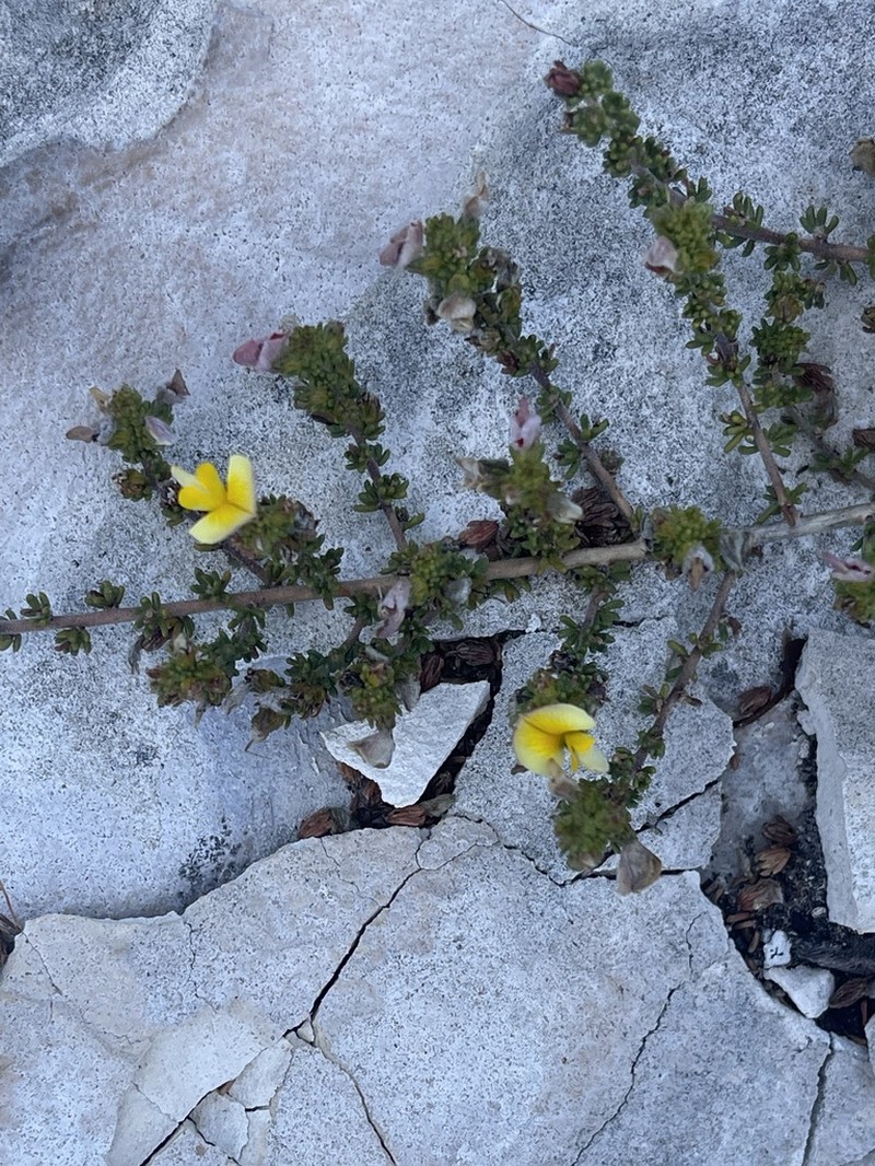 Aspalathus salteri photo 5