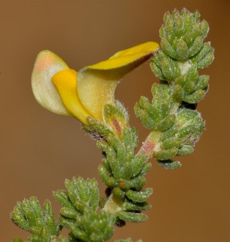 Aspalathus salteri photo 6