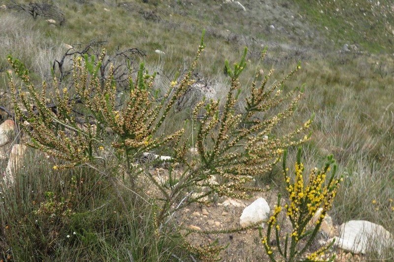 Aspalathus sceptrum-aureum photo 2