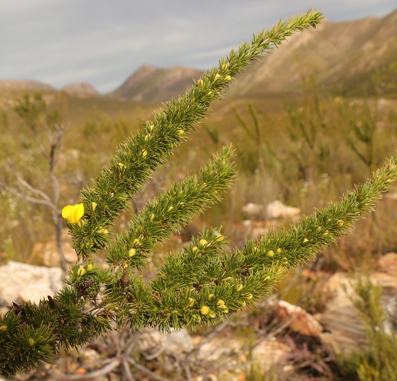 Aspalathus sceptrum-aureum photo 3