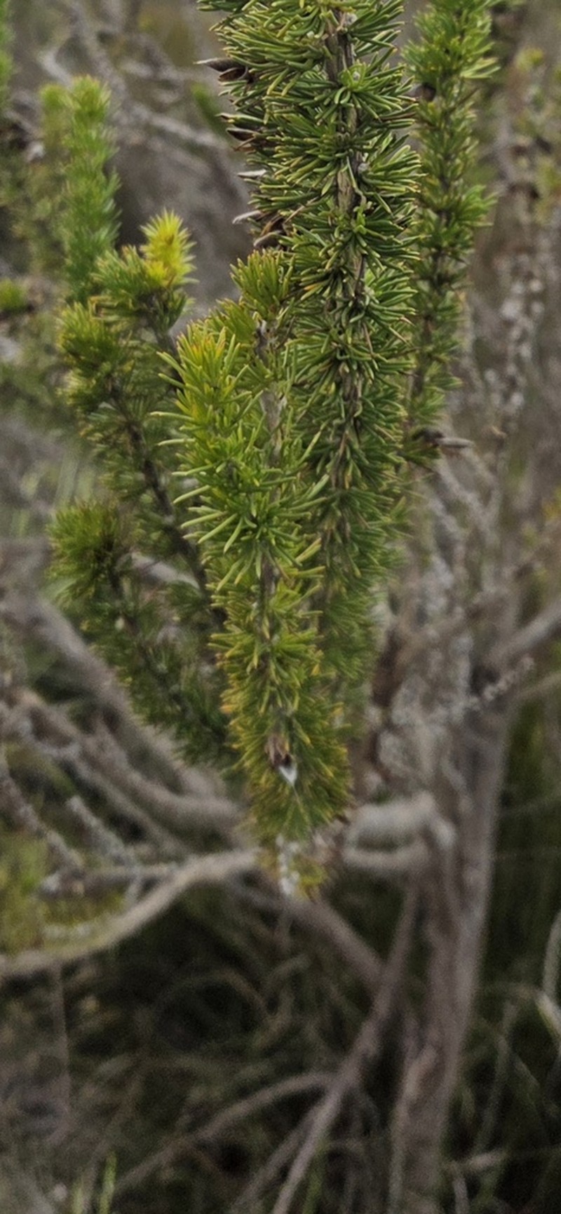 Aspalathus sceptrum-aureum photo 6