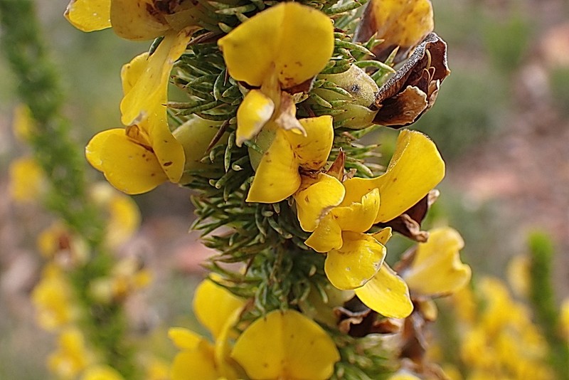 Aspalathus sceptrum-aureum photo 8