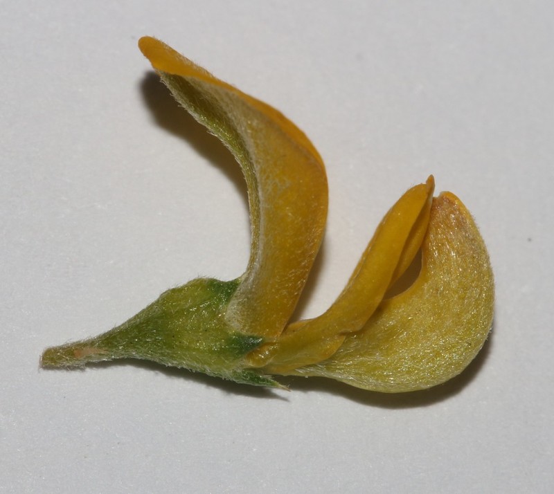 Aspalathus secunda photo 2