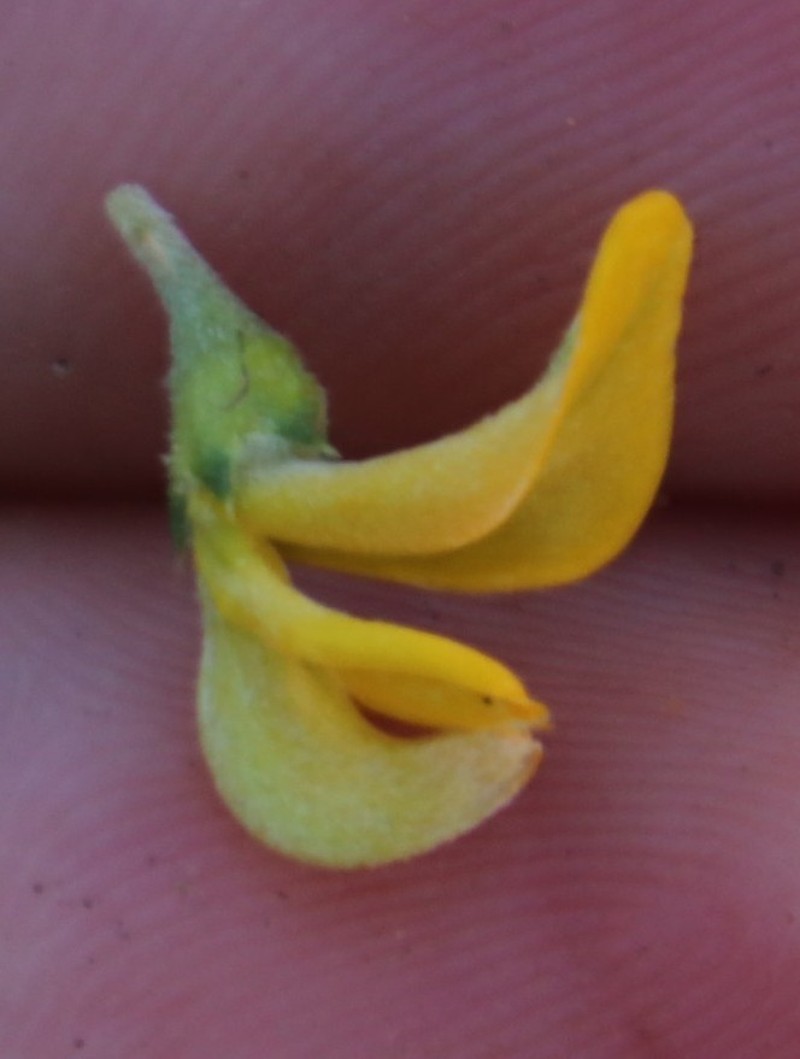 Aspalathus secunda photo 3
