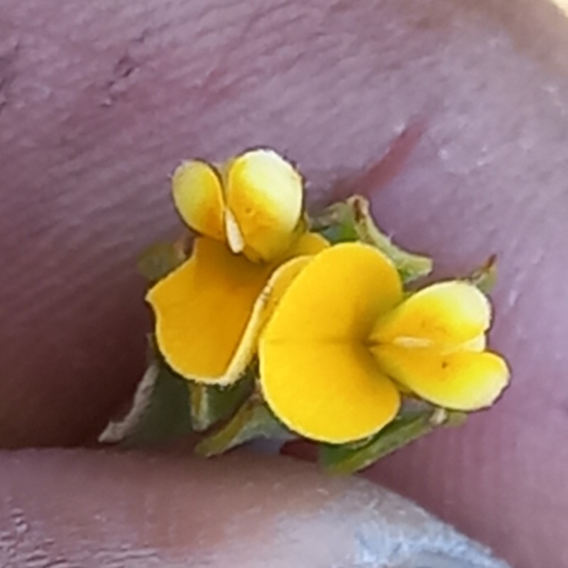 Aspalathus securifolia