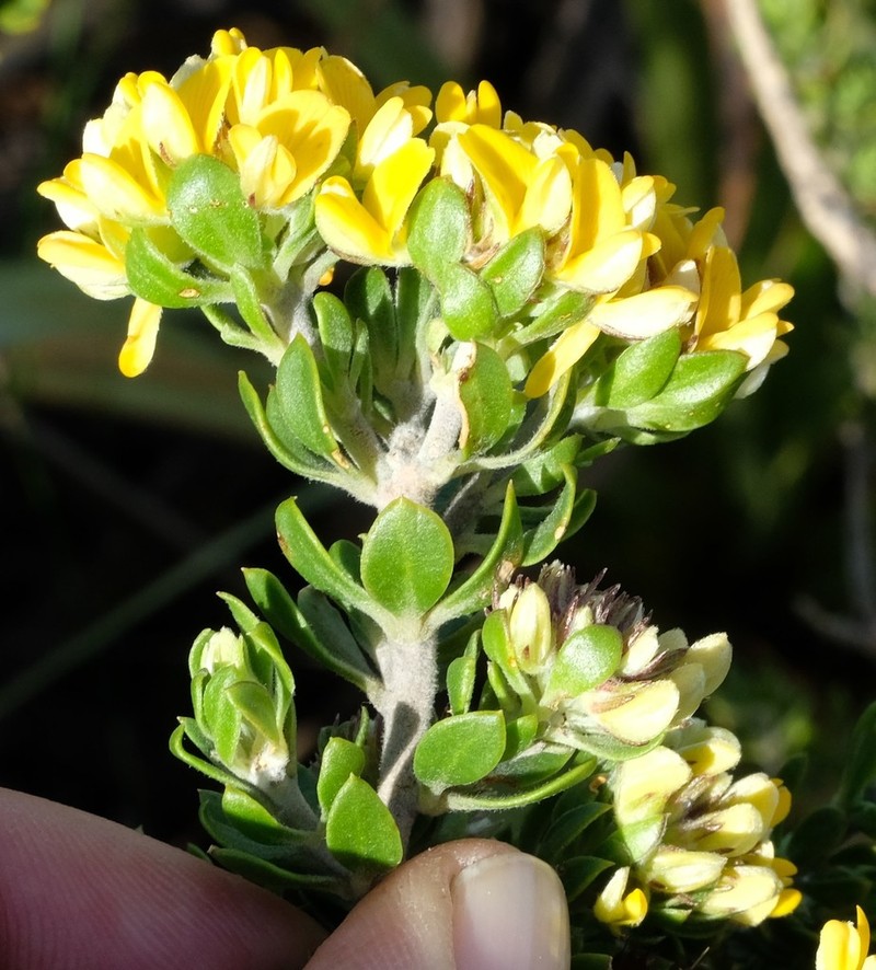 Aspalathus securifolia photo 2