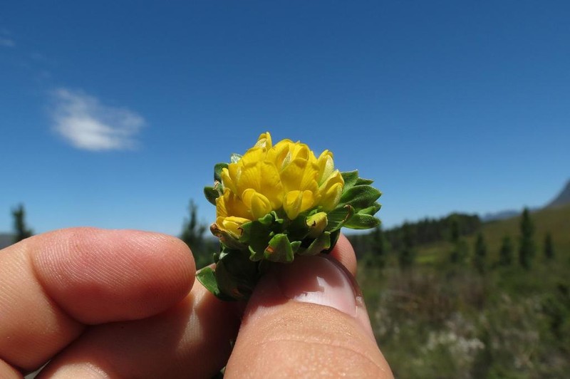 Aspalathus securifolia photo 3
