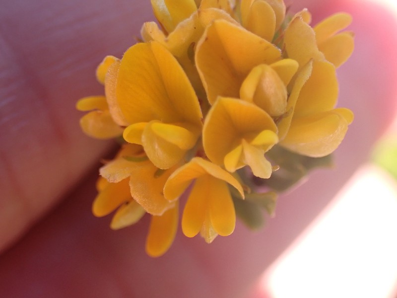 Aspalathus securifolia photo 4