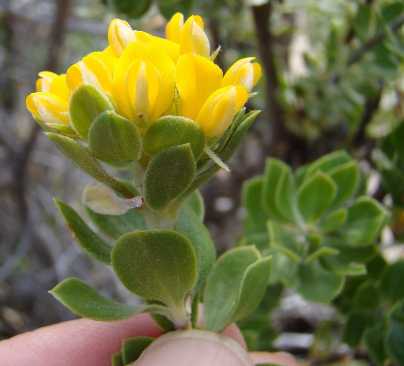 Aspalathus securifolia photo 5