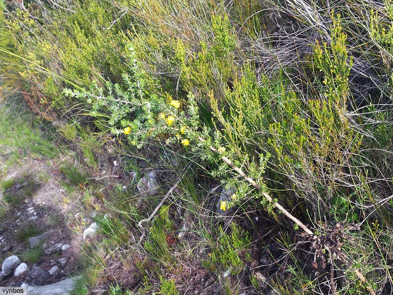 Aspalathus securifolia photo 6